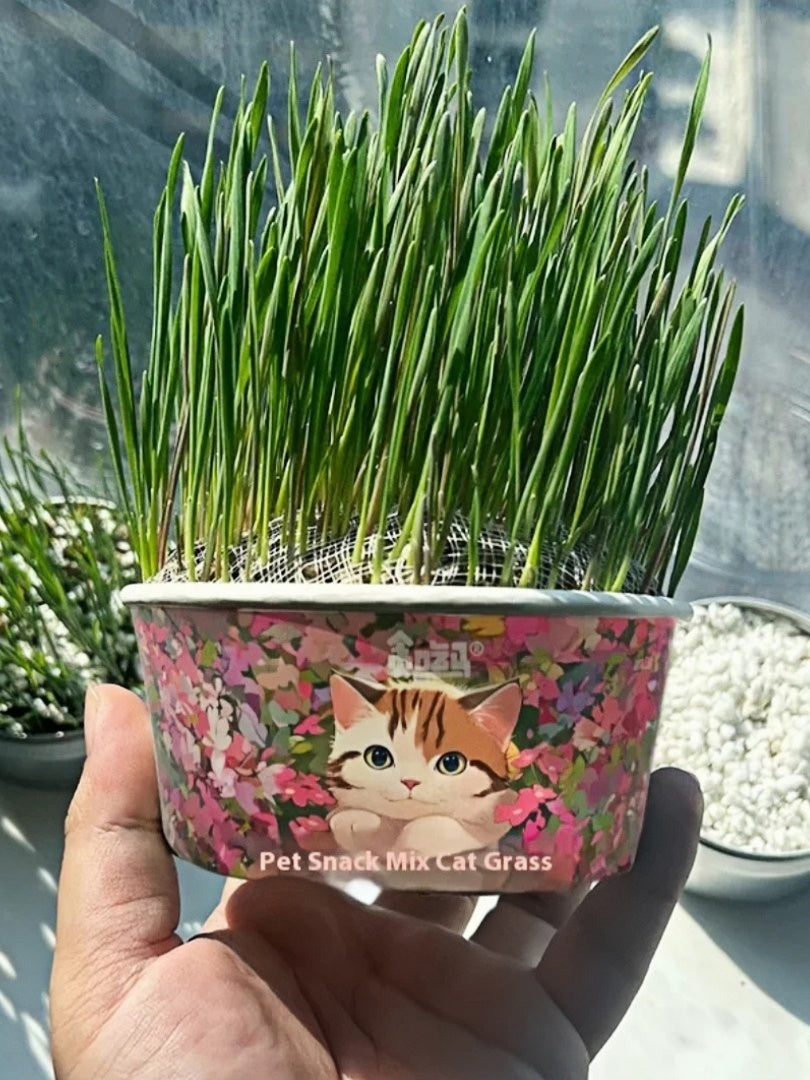 Organic Cat Grass By F&C™