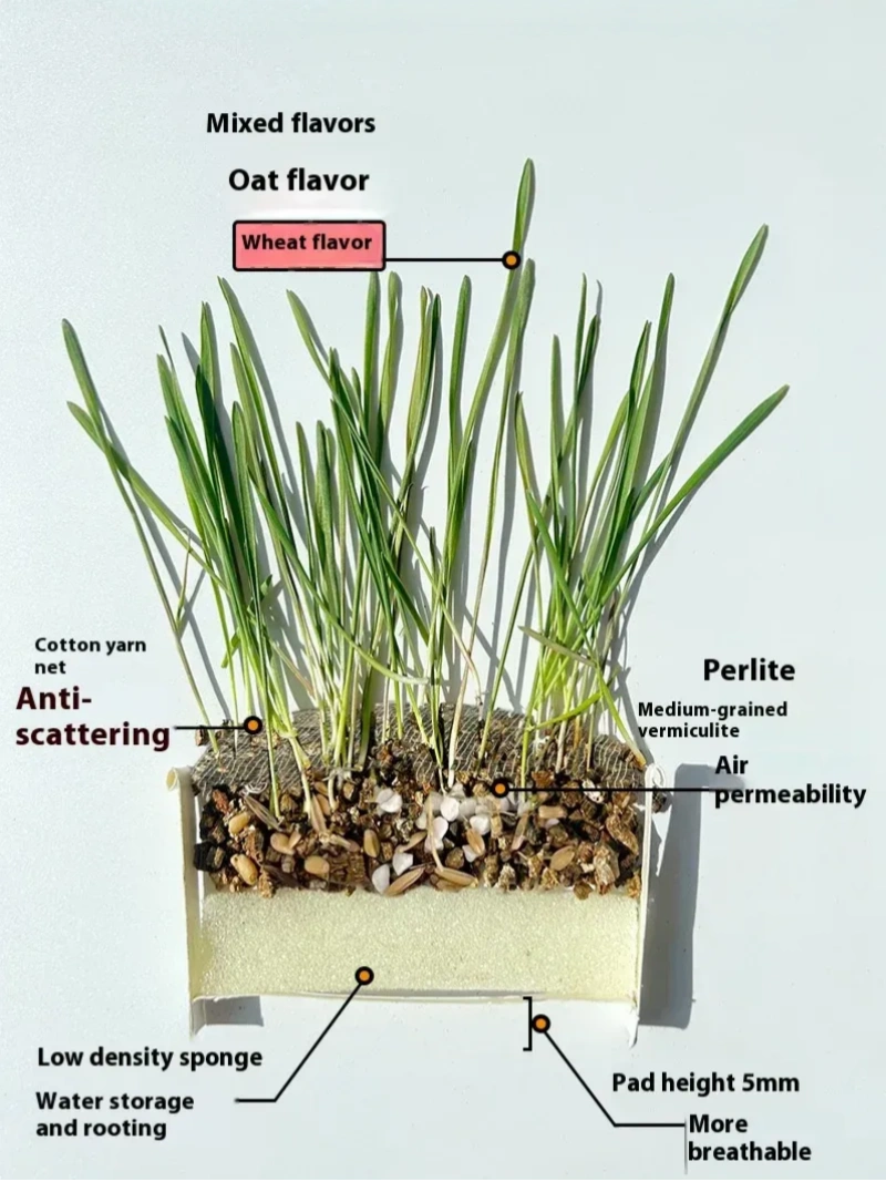 Organic Cat Grass By F&C™